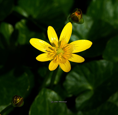 The Asymmetric Yellow (Rossmore)