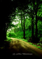 Rossmore Walk (Rossmore)