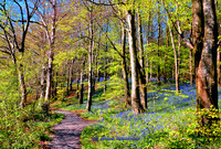 Bluebell Spring (Rossmore)