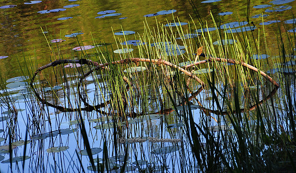 Sunken Symmetry (Rossmore)