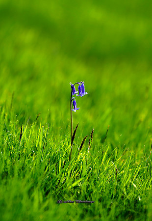 The Bell on the Hill (Rossmore)