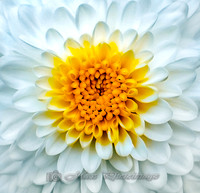 La Grande Fleur Blanche (New York)