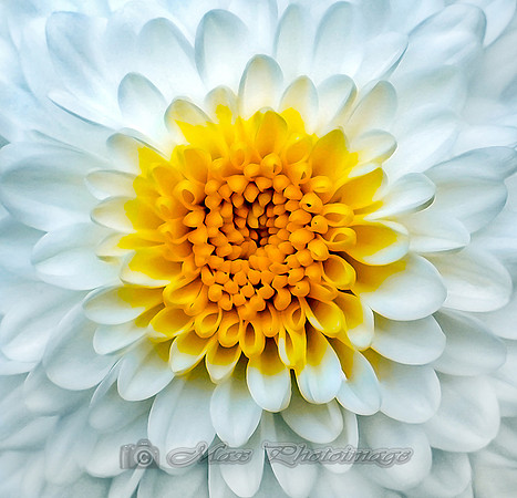 La Grande Fleur Blanche (New York)