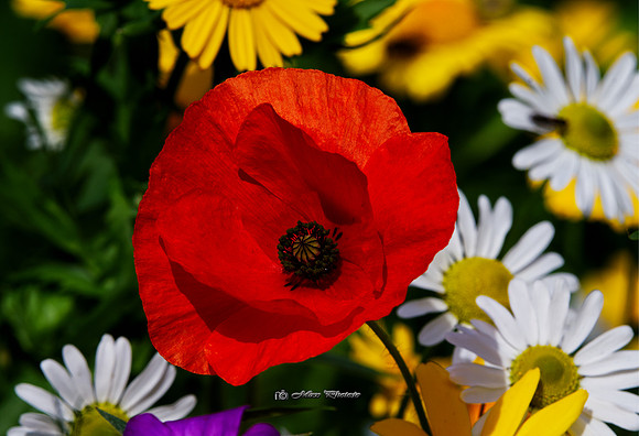The Poppy Popped Rossmore)