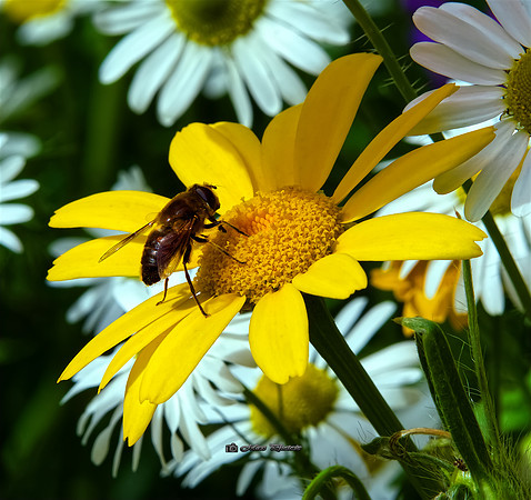 The Fly and the Flowers (Rossmore)