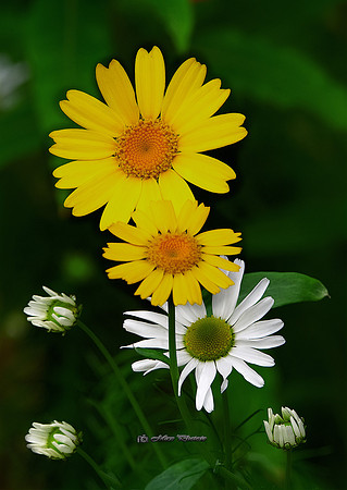 Yellow on White (Rossmore)