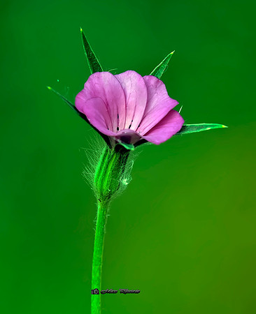 La Petite Fleur (Rossmore)