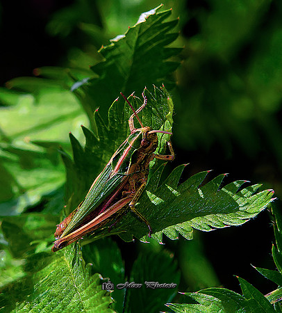 The Grasshopper