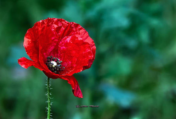 And Another Poppy (Rossmore)