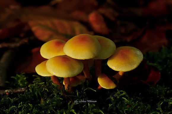 Autumn Mushrooms (Rossmore)