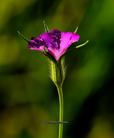 La Petite Fleur II (Rossmore)