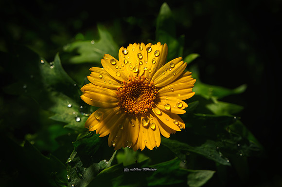 Yellow Sunshine & Rain (Rossmore)