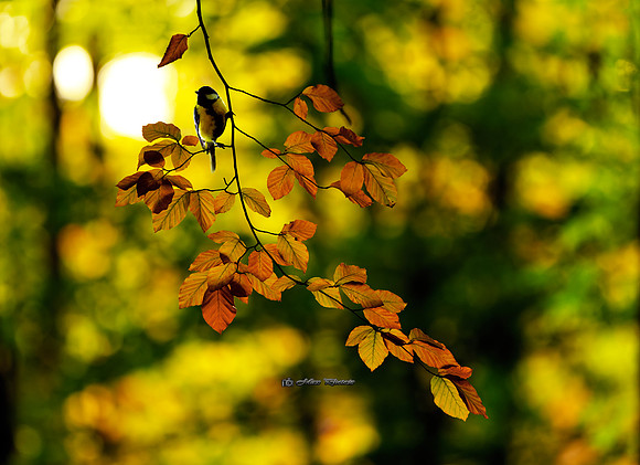 An Autumn Sunset (Rossmore)