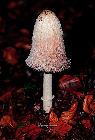 Look what Popped Out (Rossmore)