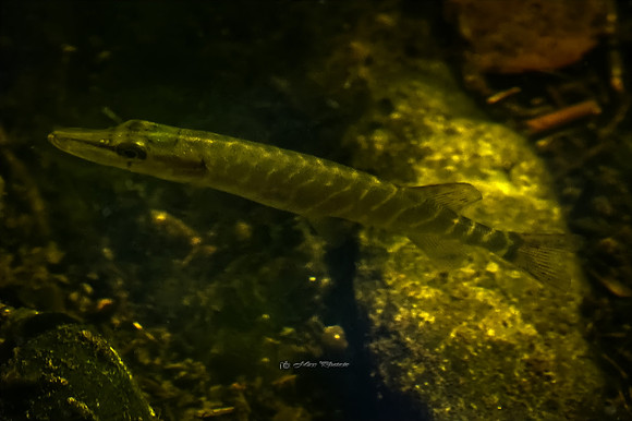 The Little Pike (Rossmore)
