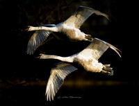 Cygnets at Sunset (Hollywood)
