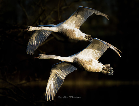 Cygnets at Sunset (Hollywood)
