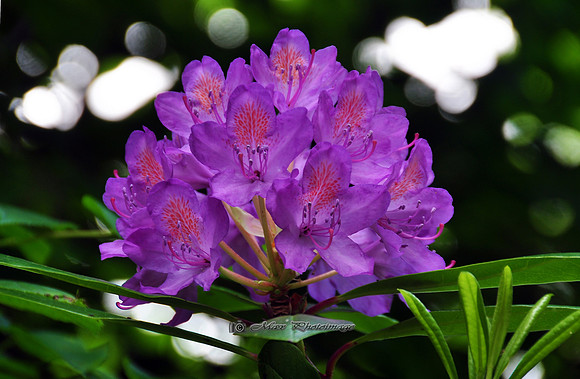 Natures Bouquet (Rossmore)