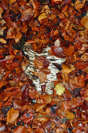 The Forest Floor (Rossmore)