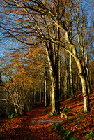 Autumn Walk (Rossmore)
