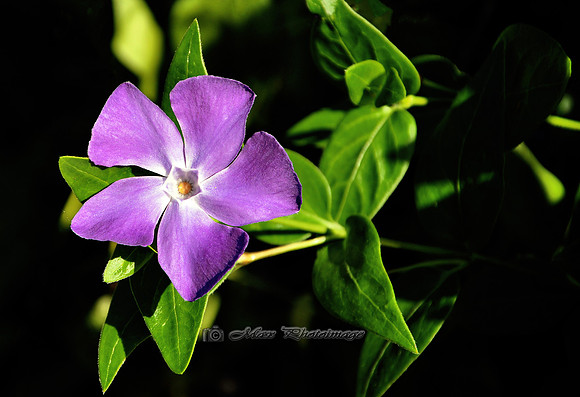 La Petite Fleur Mauve (Rossmore)