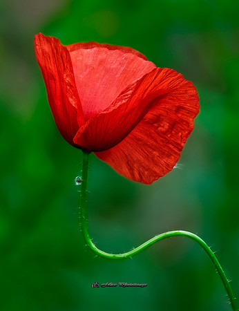 The Indecisive Poppy (Rossmore)