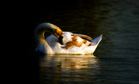 The Sunset Swan (Hollywood)