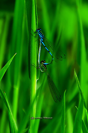 Blue on Green Again (Rossmore)