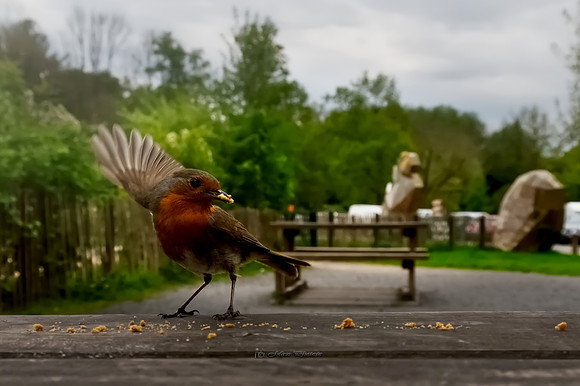 The Bird that got the Biscuit (Rossmore)
