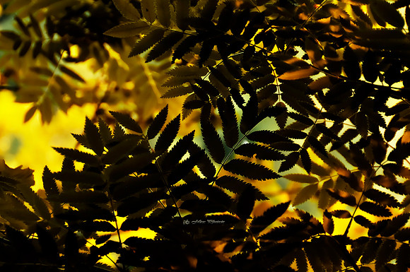 Leaves in the Sunset (Rossmore)