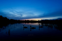 Blue Hour for the Swans (Hollywood)