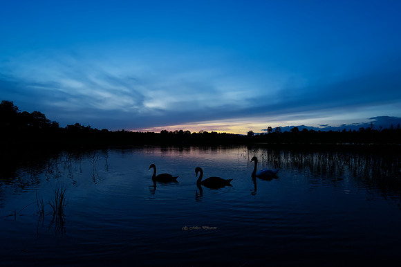 Blue Hour for the Swans (Hollywood)