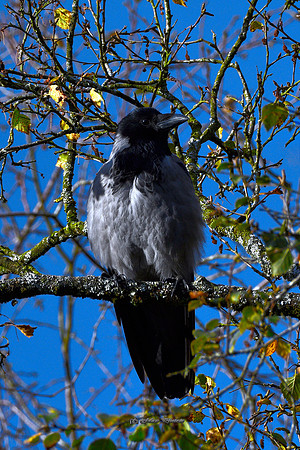 Grey Crow in Blue (Rossmore)