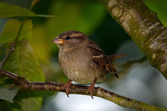 The Bird in a Tree (Garden)