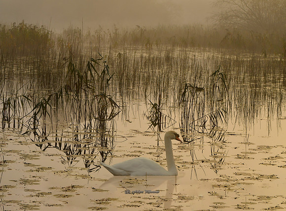 One Foggy Morning (Rossmore)