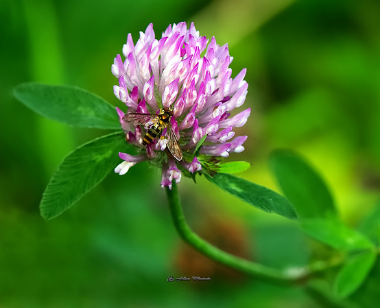 Nectar, Nectar Everywhere (Rossmore)