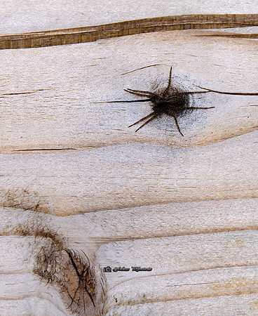 Spot the Clever Spider (Rossmore)