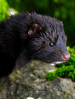 The Mink (Hollywood)