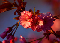 Recent Additions - (Click to See)