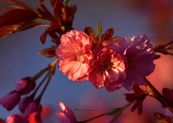 Apple Blossom at Sunset (Hollywood)