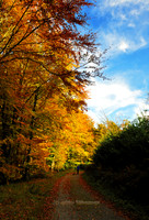 The Autumn Walk (Rossmore)