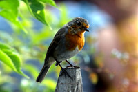 Little Fluffy (Rossmore)