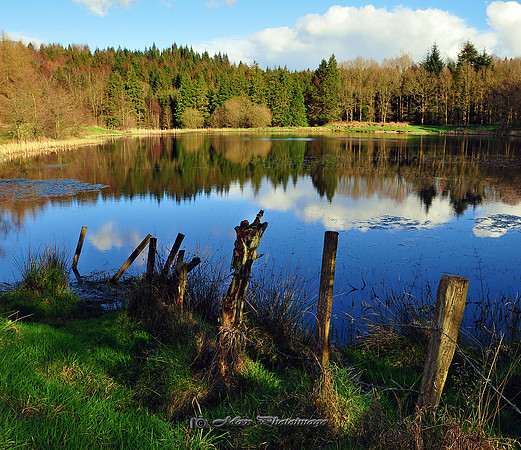 The Old Fence (Rossmore)