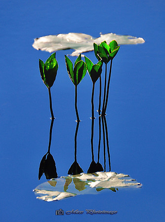 A Little Reflection (Rossmore)