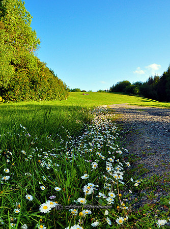 The Rolling Hill II (Rossmore)