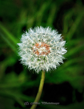 Waiting for the Wind (Rossmore)