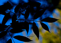 The Mixing of the Leaves (Rossmore)