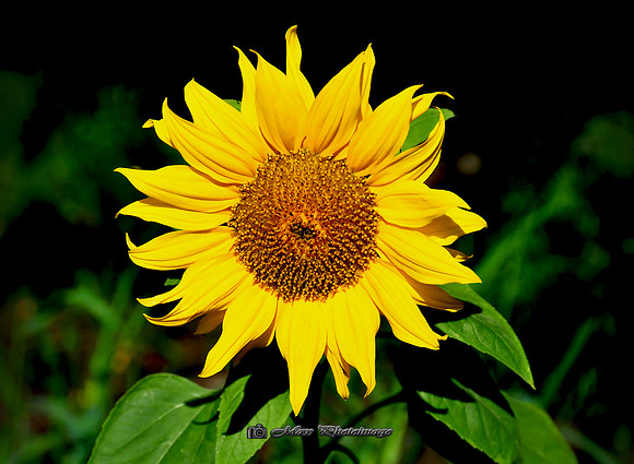 Sunlit Sunflower (Monaghan)