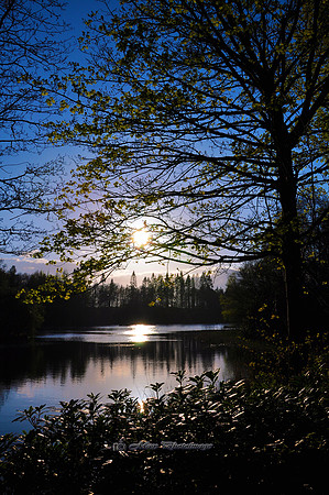 Blue Sunset II (Rossmore)