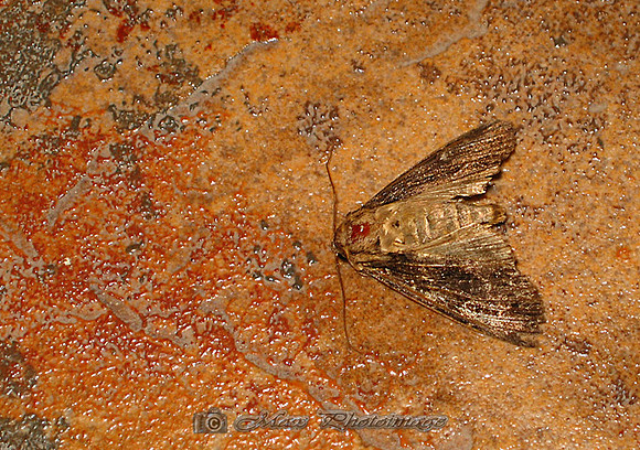 Camouflage Moth (Castleblayney)